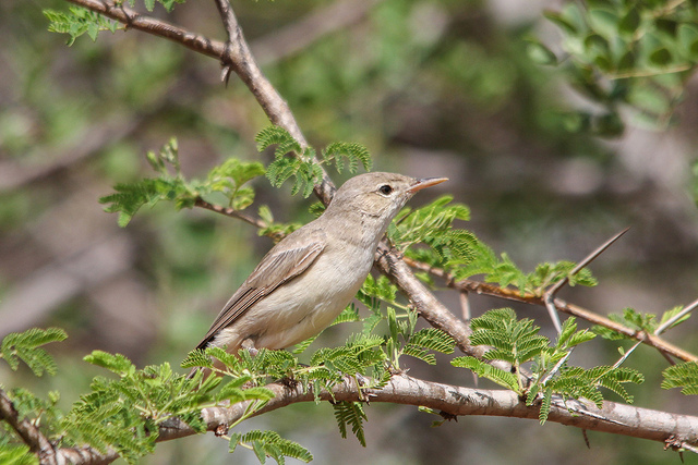 Grote Vale Spotvogel