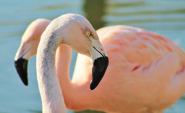 Chileense Flamingo