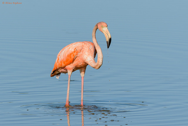 Rode Flamingo