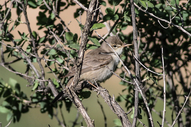 Grote Vale Spotvogel