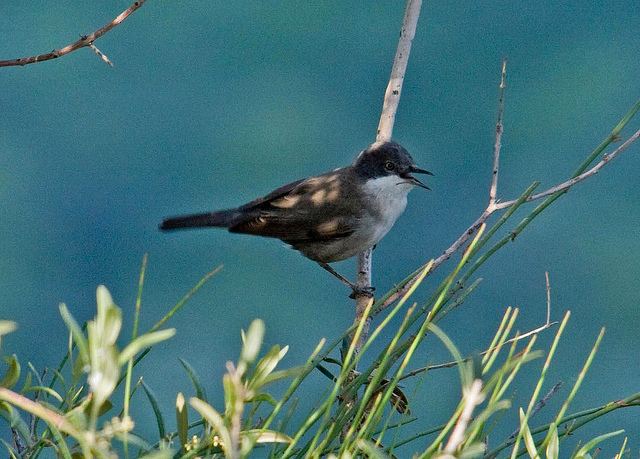 Oostelijke orpheusgrasmus