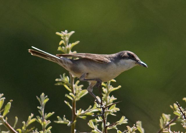 Oostelijke Orpheusgrasmus