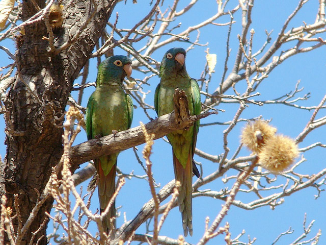 Blauwkoparatinga