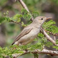 Grote Vale Spotvogel